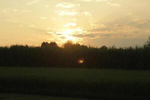 Golden Hour on the rice field photo
