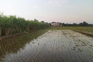 A new farm of rice field beside of sugarcane farm photo
