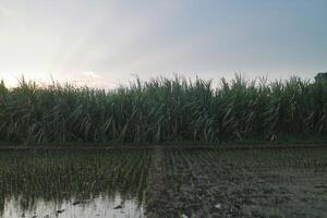 Farm of sugarcane and a rice field photo