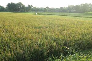 Scenic view of agricultural field photo