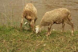 Two goats are eating the grass photo