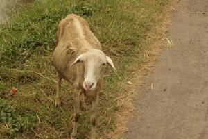 A goat look at you photo