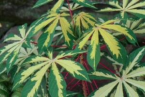 The leaf of ornamental cassava plant photo