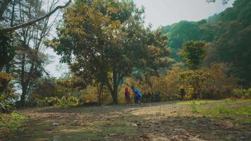 Walking in a Forest with Autumn Foliage video