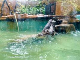 Otters are hunting for catfish in the pond to eat. photo