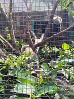 Selective focus of banded mongoose feeding in the morning. photo