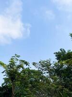 Selective focus of bright sky with shady tree leaves. photo