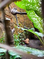 Selective focus of ring-tailed lemur sitting on a tree branch. photo
