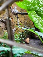 Selective focus of ring-tailed lemur sitting on a tree branch. photo