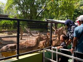 Surabaya, Indonesia - June 15, 2024. Selective focus of people feeding deer with carrots. photo