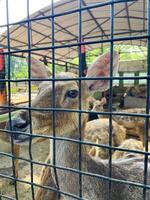 Selective focus of deer in the zoo. photo