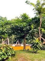 Selective focus of monkey walking on tree branch. photo