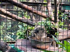 Selective focus of banded mongoose feeding in the morning. photo