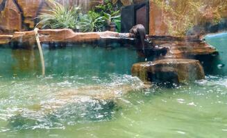 Otters are hunting for catfish in the pond to eat. photo