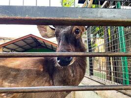 Selective focus of deer in the zoo. photo
