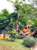 Selective focus of monkey walking on tree branch. photo