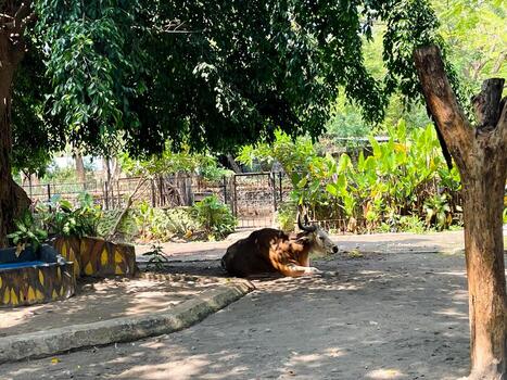 Selective focus of buffalo sleeping under the shadow of a tree. photo