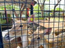 Selective focus of deer in the zoo. photo