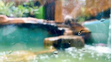 Blurry image of an otter hunting catfish in a pond to eat. photo