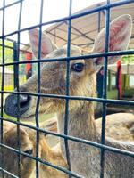 Selective focus of deer in the zoo. photo