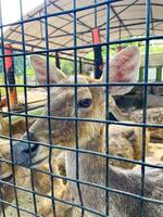 Selective focus of deer in the zoo. photo