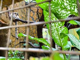 Selective focus of ring-tailed lemur sitting on a tree branch. photo