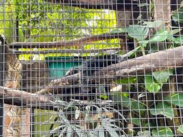Selective focus of banded mongoose feeding in the morning. photo