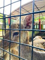 Selective focus of deer in the zoo. photo