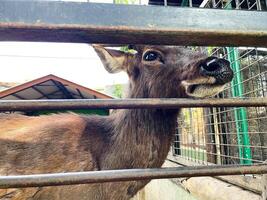 Selective focus of deer in the zoo. photo