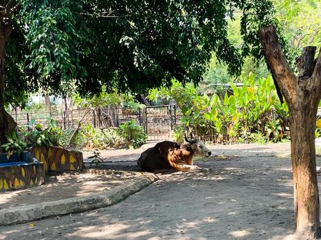 Selective focus of buffalo sleeping under the shadow of a tree. photo