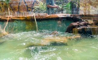 Otters are hunting for catfish in the pond to eat. photo