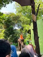 Surabaya, Indonesia - June 15, 2024. Selective focus of zoo staff riding an elephant. photo
