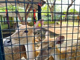 Selective focus of deer in the zoo. photo