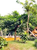 Selective focus of monkey walking on tree branch. photo