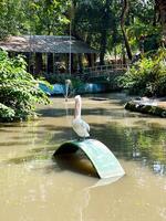 Selective focus of pelicans preparing to fish in the lake. photo