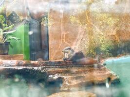 Otters are hunting for catfish in the pond to eat. photo