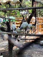 Selective focus of an ibis bird perched on a tree branch. photo