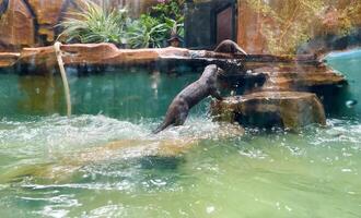 Otters are hunting for catfish in the pond to eat. photo