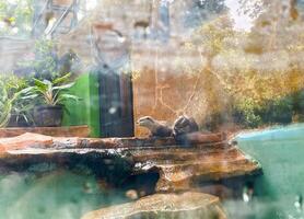Otters are hunting for catfish in the pond to eat. photo