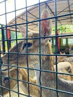 Selective focus of deer in the zoo. photo