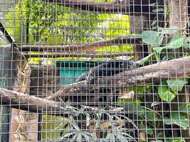 Selective focus of banded mongoose feeding in the morning. photo