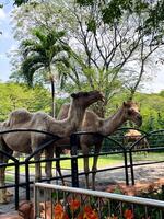 Selective focus of camels in the zoo. photo