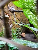 Selective focus of ring-tailed lemur sitting on a tree branch. photo