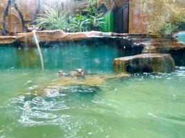 Otters are hunting for catfish in the pond to eat. photo