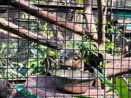 Selective focus of banded mongoose feeding in the morning. photo