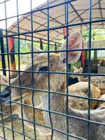 Selective focus of deer in the zoo. photo
