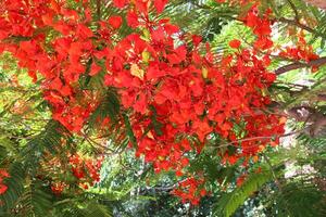 Blooming fire tree, also known as royal poinciana or peacock flower, Delonix regia, in Cyprus. Vibrant red flowers on tree branches. Perfect for natural wallpaper photo