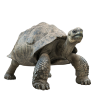 Galapagos Giant Tortoise Biology Tortoise Age on Transparent Background AI-Generative png
