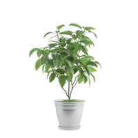 3D Rendering of Potted Plant on Transparent Background AI-Generative png