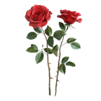 Two Red Roses on a Stem with Leaves on Transparent Background AI-Generative png